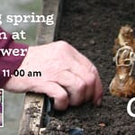 Getting spring bulbs in at The Gower